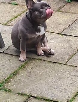 Bulli Dame abzugeben - Harrislee