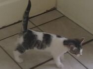 Katzenbabys auszugsbereit - Wanderup