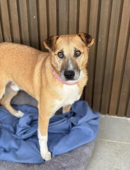 Olli - Ruhiger & sanfter Rüde - Berlin