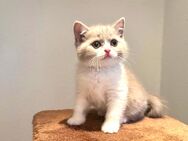 Bkh Kitten reinrassig und zahm ab sofort - Wiesbaden Sonnenberg