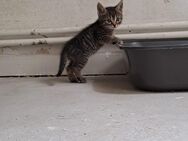 Bkh Perser Mix kitten zu verkaufen - Delmenhorst
