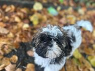 Shih Tzu Welpe "Toffee" sucht liebevolles Zuhause. Geimpft, gechipt und mit Zubehör - Mönchengladbach