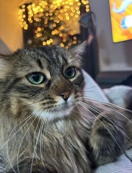 Freigänger Kater Tiger sucht Zukunft - Bad Camberg