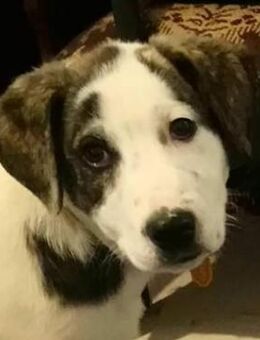 Carla, geb. ca. 01/2021, Griechenland - Markdorf