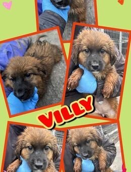 Süße Villy- bald auf Pflegestelle! - Nürnberg