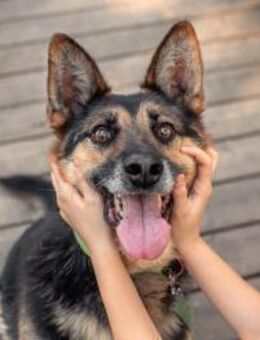 Aktiver Vegas sucht seine Menschen - Duisburg