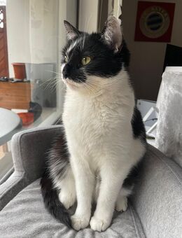 Freigänger Katze Fiene - Ebernhahn