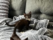 Baby Kitten - Marsberg