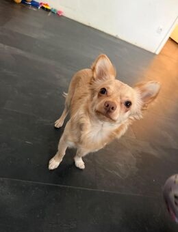 Reinrassiger Chihuahua Rüde 7 Monate jung - Dortmund