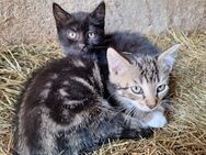 Schöne Katzen abzugeben - Hartmannsdorf (Kirchberg)