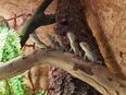 Zwergbartagamen, Pogona Henrylawsoni in 36088