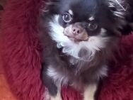 Typvoller mini Chihuahua, 1jahr lang Haar reinrassig - Hannover Mitte