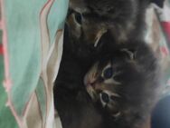 😽Wunderschöne Türkische Angora Kitten Zur Reservierung ❤️😽frei ❤️ - Neuwied Zentrum