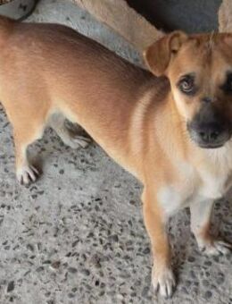 PINKI - 38 cm, sportlich - Weilheim (Oberbayern)