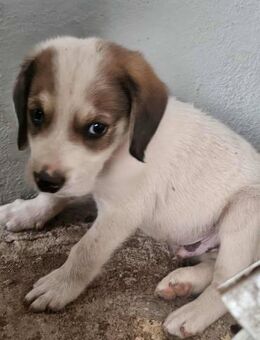 Yacco - Zuhause gesucht! - Alfeld (Leine)