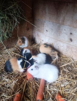 Bunte Meerschweinchen Böcke abzugeben - Frauenstein Zentrum