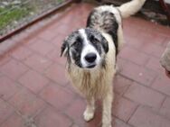Lieber Zorro sucht eine Familie - Großefehn