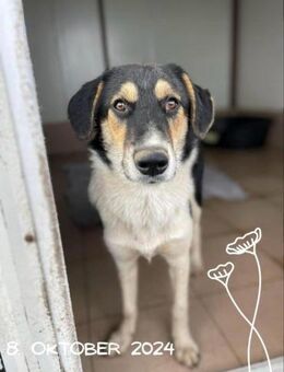 Mia- Körbchen gesucht - Nürnberg