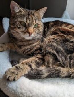 Katze Ariella - Garching (München)