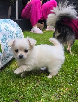 Chihuahua Welpe Rüde Kleiner Eisbär - Mönchengladbach