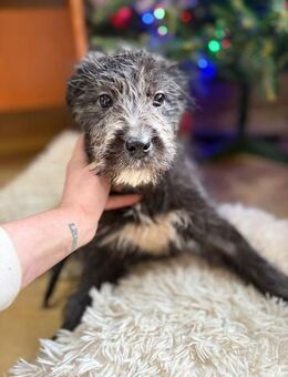 Mimi - unsere kleine Hütehund-Mix-Dame - Gerlingen