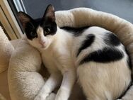 Verschmuste Katze SUKI sucht ihr Zuhause - Berlin