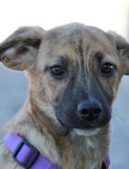 Pixie sucht ihr Für-Immer-Zuhause! - Hagen (Stadt der FernUniversität)