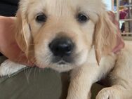Golden Retriever Welpen Creme/Dark Golden - Melle