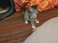 2 kitten nur zusammen abzugeben - Wetter (Ruhr)