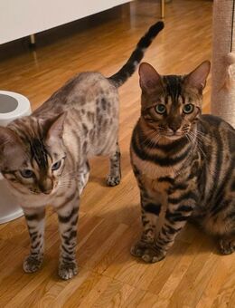 2 Wunderschöne und liebe Bengalkater nur zusammen Abzugeben - Langen (Hessen) Zentrum