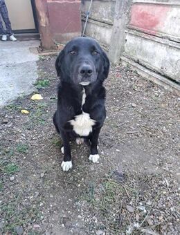 freundlicher NERO wartet auf Chance - München