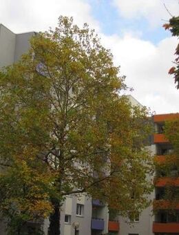 Fassadenvollwärmeschutz, Aufzug und ruhige Stadtlage - Karlsruhe