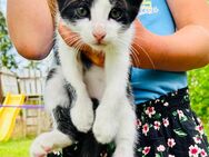 Kleiner Kater Katzen kitten - Barkhagen