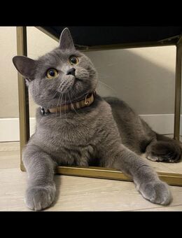 BKH Britisch Kurzhaar Katze - Gladbeck