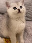 Wunderschöne Silver Shaded BKH-Kätzchen suchen ein liebevolles Für-immer-Zuhause in 51647
