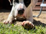 American Bully XL - Delitzsch