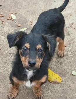 Milo - verspielt und neugierig - Westerholt