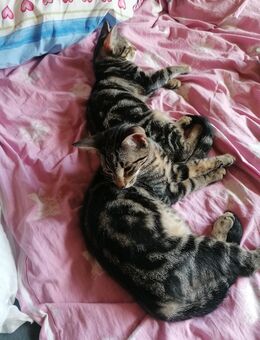 Sehr liebe Babykaterchen suchen liebevolles Zuhause - Lauingen (Donau)