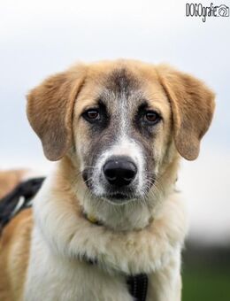 Zauberhafter CAMEL sucht seine Familie - Sandhausen