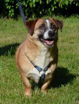 Puty - Kleiner Knopf sucht Geborgenheit - Obertshausen