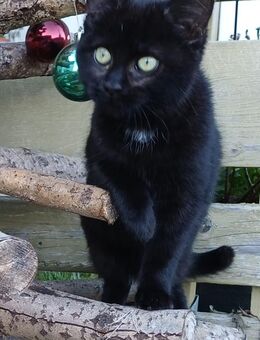 Katzenmädchen Katzenkind Kätzin Katze Kätzchen Familienkatze Hauskatze Hofkatze Kitten weiblich - Mühlhausen (Regierungsbezirk Oberpfalz)