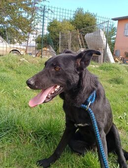 Nerina🧡anhänglich & freundliche Hündin - Bad Karlshafen