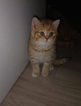 3 süße BKH Kitten suchen ein liebevolles zuhause - Nürnberg