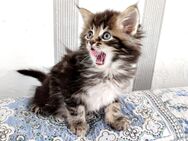 Maine Coon Babys - Ingolstadt