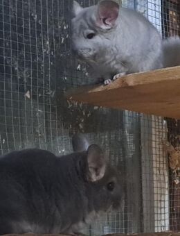 sehr schöne Chinchilla Jungtiere in verschiedenen Farben - Neustadt (Sachsen) Hohwald