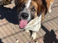 Beethoven sucht sein Zuhause - Siggelkow