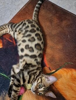 Reinrassige Bengal Kätzchen mit definierte Rosetten und Glänzendes Fell Fell - 900 € - Karlsruhe