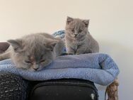 britisch Kurzhaar Kitten - Limbach-Oberfrohna