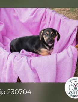 Chip 230704: Hundekind sucht ein Zuhause - Kirchzell
