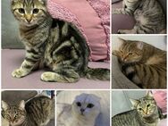 Schöne liebe 4 hauskatzen abzugeben (notverkauf) - Hamburg